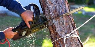Best Fruit Tree Pruning  in East Norwich, NY