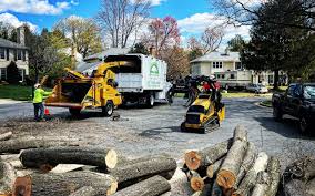 How Our Tree Care Process Works  in  East Norwich, NY
