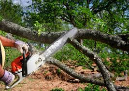 Best Storm Damage Tree Cleanup  in East Norwich, NY