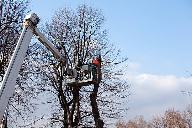 Best Utility Line Clearance  in East Norwich, NY