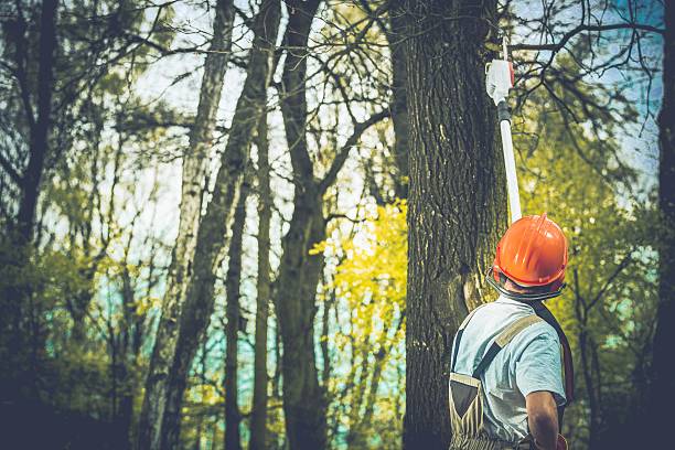 East Norwich, NY Tree Care Company